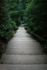 Wooden walking path leading into the forest