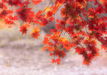 Blurry background of maple leaf tree in autumn.