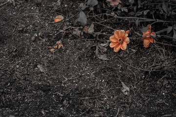 fallen died flower on cross process of orange and brown tones.