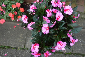 ピンクと赤のアフリカホウセンカの花