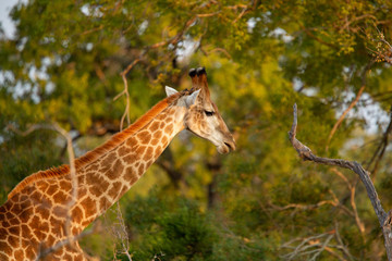 Male giraffe in the later winters afternoon light