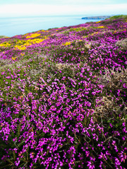 Purple Heather, Cliffs and Sea - Bedruthan Steps, Cornwall 