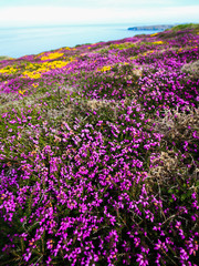 Obraz premium Purple Heather, Cliffs and Sea - Bedruthan Steps, Cornwall 