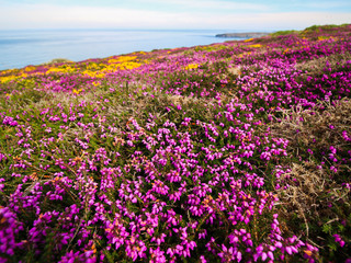 Purple Heather, Cliffs and Sea - Bedruthan Steps, Cornwall