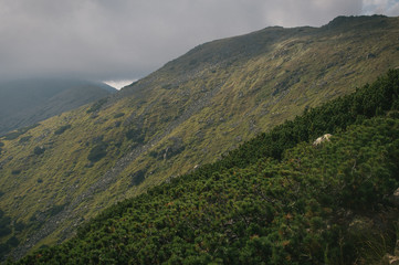 Fototapeta premium Hiking in the Low Tatra mountains in Slovakia, almost alone on the ridgeway, only majestic mountains