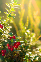 Red cowberry, lingonberry or partridgeberry in forest, natural background.