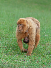 Gibraltar monkey baby sucking off her mother's tit
