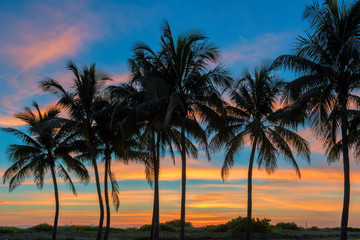 Fototapeta na wymiar Palm trees on Miami Beach at sunrise in Ocean Drive, South Beach, Florida