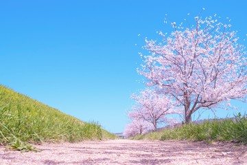 Obraz na płótnie Canvas tree in spring