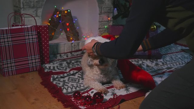 Family unsuccessfully tries to put on Christmas hat to they cute dog 