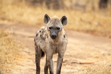 Clan of hyaena on the move