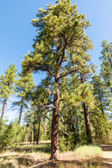 Obraz premium großer baum am oak creek in sedona