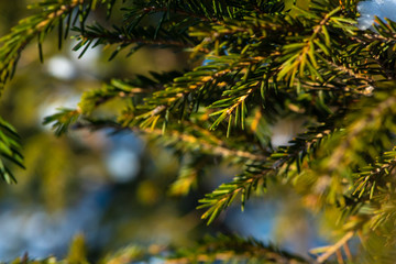 Fototapeta na wymiar Green pine branch of a tree. Selectable focus on needles. Winter holidays.
