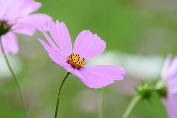 コスモス