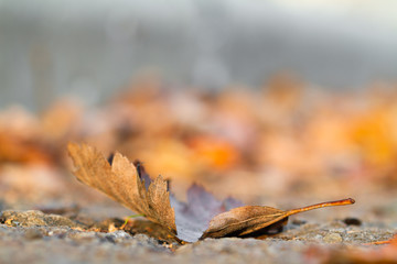 Fallen leaf in autumn park. Closeup, selective focus
