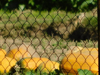 fence on green background of blue sky