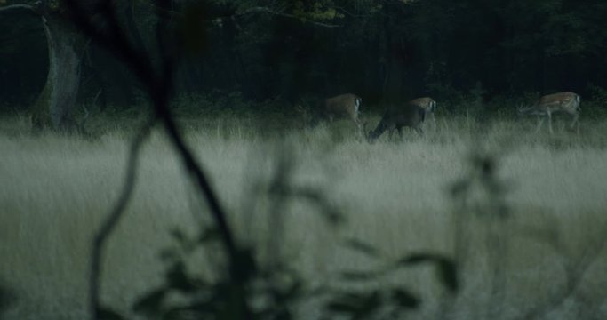 Some fallow deer eating in the british military training area Senne in Paderborn, Germany.