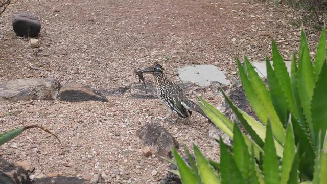 Roadrunner with lizard in mouth
