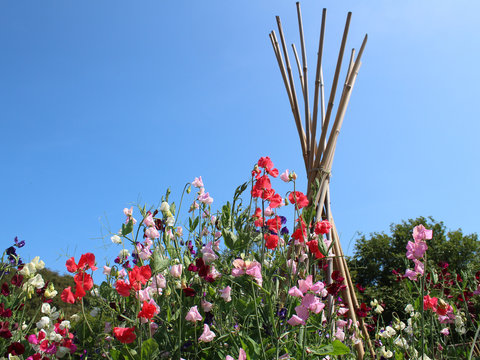 Sweet peas - 'Lathyrus Odoratus'  - Cornwall, UK