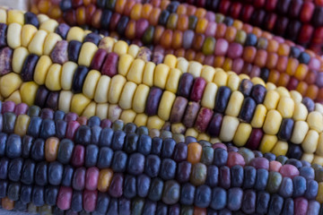 Multi-colored corn on the cob close-up