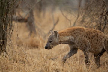 Clan of hyaena on the move