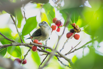 the litle bird eating in nature, the animal in wild