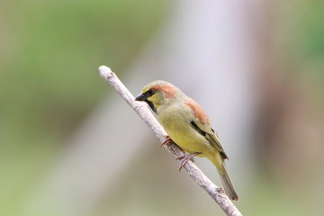 bird on a branch