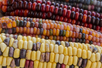 Multi-colored corn on the cob close-up
