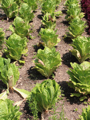 Naklejka premium Organic Lettuce growing in rows - UK