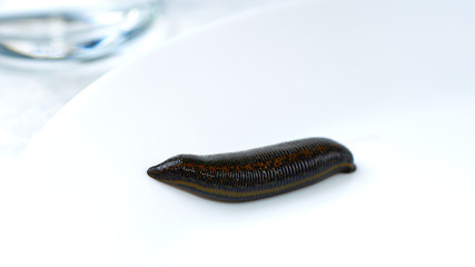 hirudotherapy, medical leech on a white background