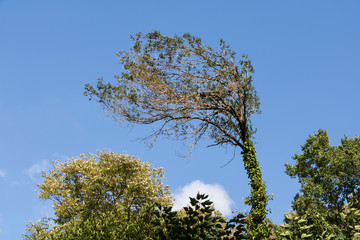 Obraz premium Tree branches with green leaves on blue sky. Trees and blue sky background concept. 