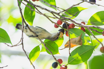 the litle bird eating in nature, the animal in wild