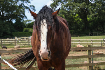 Horse behind wooden fence - UK