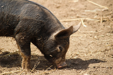Fototapeta premium Berkshire piglet - UK
