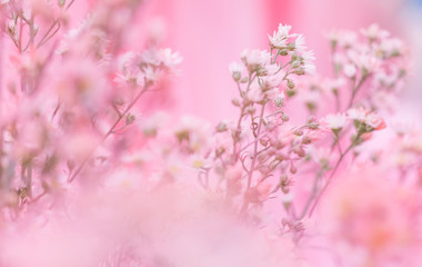 pink flower blossom