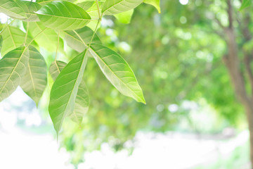 Green leaves in the park, taken at an elevation angle. for empty and copy space background.
