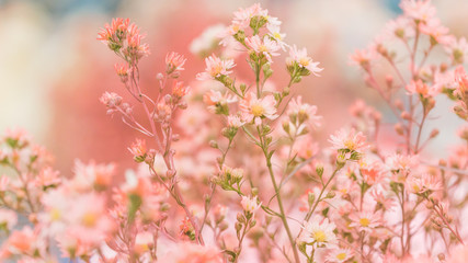 flower blossom background