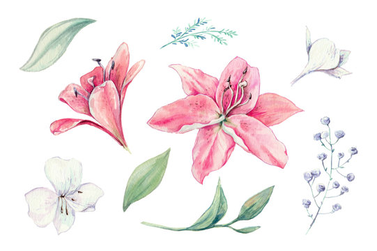 Watercolor set of lilies, buds and leaves