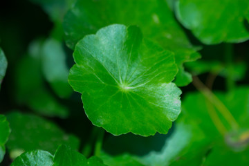 the plant leaf pattern close-up in nature, the leaf in nature abstract background