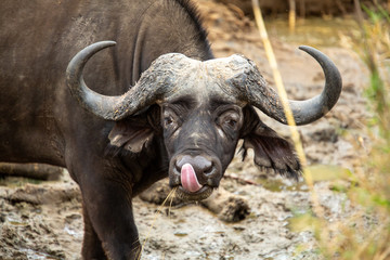 Fototapeta na wymiar Large old male buffalo often called a Daga boy