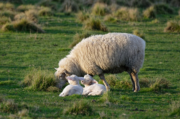 A mother sheep, a ewe stands grazing while her twin lambs lie on the grass