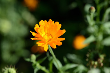 Bright orange calendula flower in a summer garden on a sunny day closeup