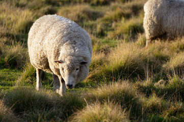 Naklejka na ściany i meble A rural country scene of a sheep grazing in a paddock