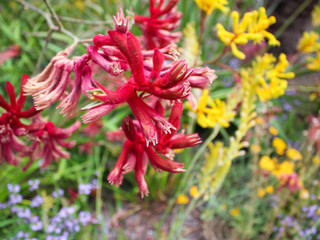 Kangaroo Paw flower - Multicolored Wildflowers of Australia stock photo