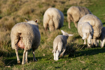 Naklejka na ściany i meble Lambs jump for joy as the flock moves in a paddock