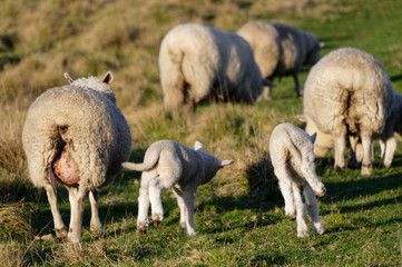 Naklejka na ściany i meble Two lambs jumping for joy in a paddock of sheep