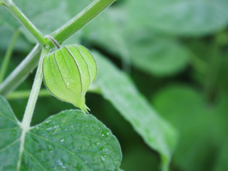 Physalis - Cape Gooseberry 