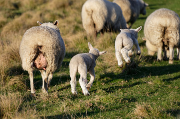 Naklejka na ściany i meble Spring lambs jumping for joy