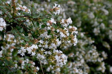 小さな白い花が満開になったアベリアの生け垣