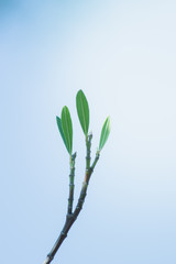 the plant leaf pattern close-up in nature, the leaf in nature abstract background